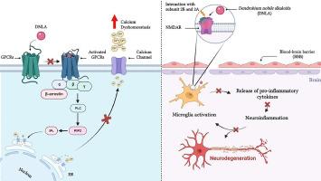 Dendrobium nobile alkaloids modulate calcium dysregulation and neuroinflammation in Alzheimer's disease: A bioinformatic analysis