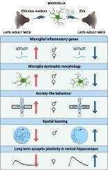 BV2-derived extracellular vesicles modulate microglia inflammatory profile, neuronal plasticity, and behavioural performances in late adult mice