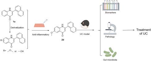 Flavonoid derivatives treat dextran sodium sulfate-induced experimental colitis in mice by inhibiting MAPK/NF-κB pathway activation