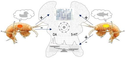 Contrasting alterations in brain chemistry in a crustacean intermediate host of two acanthocephalan parasites