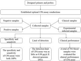 A novel and low-cost cross-priming amplification assay for rapid detection of Babesia duncani infection