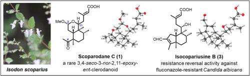 Structurally diverse ent-clerodanoids from the aerial parts of Isodon scoparius