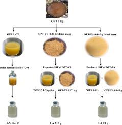 Biovalorizing felled oil palm trunk as a sole feedstock for lactic acid production through efficient simultaneous saccharification and fermentation