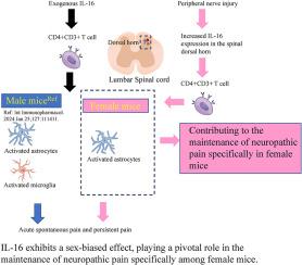 Enhanced interleukin-16-CD4 signaling in CD3 T cell mediates neuropathic pain via activating astrocytes in female mice