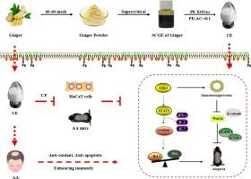 Cedrol in ginger (Zingiber officinale) as a promising hair growth drug: The effects of oral and external administration on hair regeneration and its mechanism