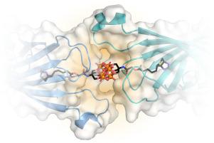 Redox-active polyoxovanadates as cofactors in the development of functional protein assemblies