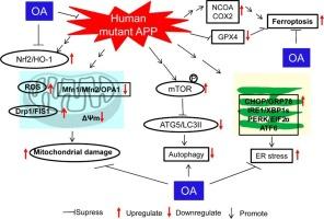 Oleanonic acid ameliorates mutant Aβ precursor protein-induced oxidative stress, autophagy deficits, ferroptosis, mitochondrial damage, and ER stress in vitro