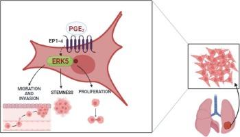 ERK5 mediates pro-tumorigenic phenotype in non-small lung cancer cells induced by PGE2