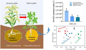 Solidago canadensis enhances its invasion by modulating prokaryotic communities in the bulk soil