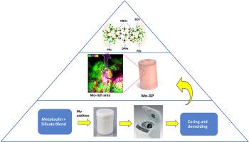 Mechanistic insights into molybdenum immobilization within geopolymer waste form