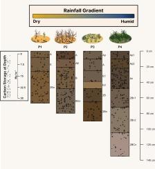 Carbon stocks in Planosols along a rainfall gradient in Northeast Brazil