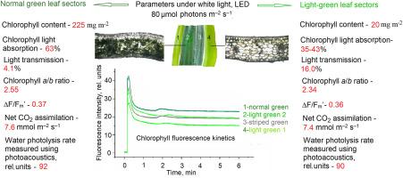 Light green leaf sectors of variegated Dracaena fragrans plants show similar rates of oxygenic photosynthesis tо that of normal, dark green leaf sectors