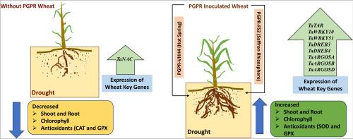 PGPR isolated from hot spring imparts resilience to drought stress in wheat (Triticum aestivum L.)