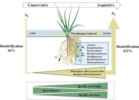 Specific root length regulated the rhizosphere effect on denitrification across distinct macrophytes