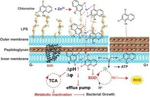 Zn(II) enhances the antimicrobial effect of chloroxine and structural analogues against drug-resistant ESKAPE pathogens in vitro