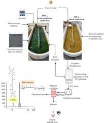 Outdoor semi-continuous cultivation of Synechococcus sp. for enhanced carotenoid production