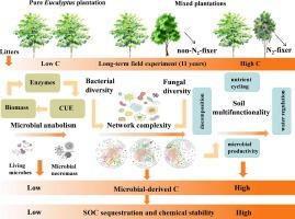 Mixed Eucalyptus plantations enhance soil organic carbon accumulation and chemical stability through soil microbial community and multifunctionality