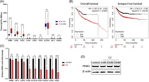 Estrogen treatment in combination with pyruvate kinase M2 inhibition precipitate significant cumulative antitumor effects in colorectal cancer