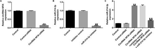 Circular RNA NFIX Functions as an Oncogene in Non-Small Cell Lung Cancer by Modulating the miR-214-3p/TRIAP1 Axis