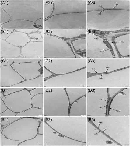 Effects of 1-methylcyclopropene combined with modified atmosphere on postharvest quality and cell wall metabolism of Zizania latifolia