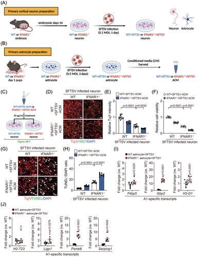 Activation of neurotoxic A1-reactive astrocytes by SFTS virus infection accelerates fatal brain damage in IFNAR1-/- mice