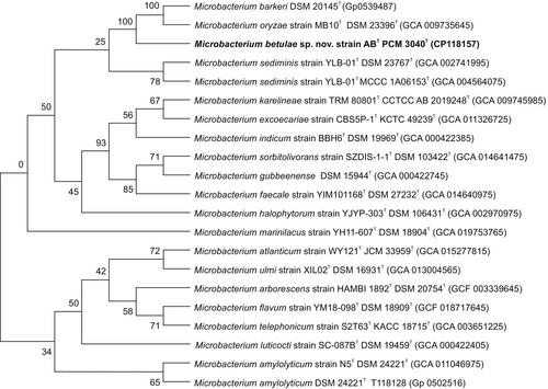 Discovery of a new bacterium, Microbacterium betulae sp. nov., in birch wood associated with hypersensitivity pneumonitis in woodworkers