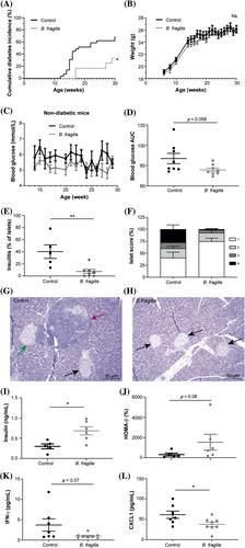 Probiotic treatment with viable α-galactosylceramide-producing Bacteroides fragilis reduces diabetes incidence in female nonobese diabetic mice