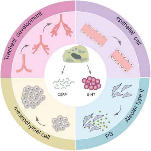 It Is Time to Get to Know the Neuroendocrine Cell Hyperplasia of Infancy