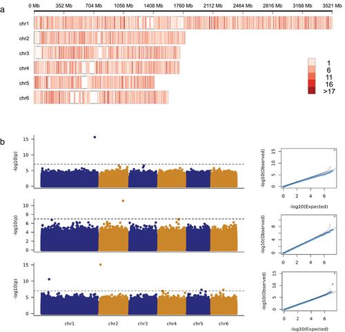 Optimization of Genotyping-by-Sequencing (GBS) for Germplasm Fingerprinting and Trait Mapping in Faba Bean