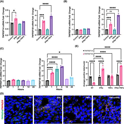 Interferon-gamma signaling drives epithelial TNF-alpha receptor-2 expression during colonic tissue repair