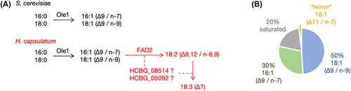 A deep learning-guided automated workflow in LipidOz for detailed characterization of fungal fatty acid unsaturation by ozonolysis