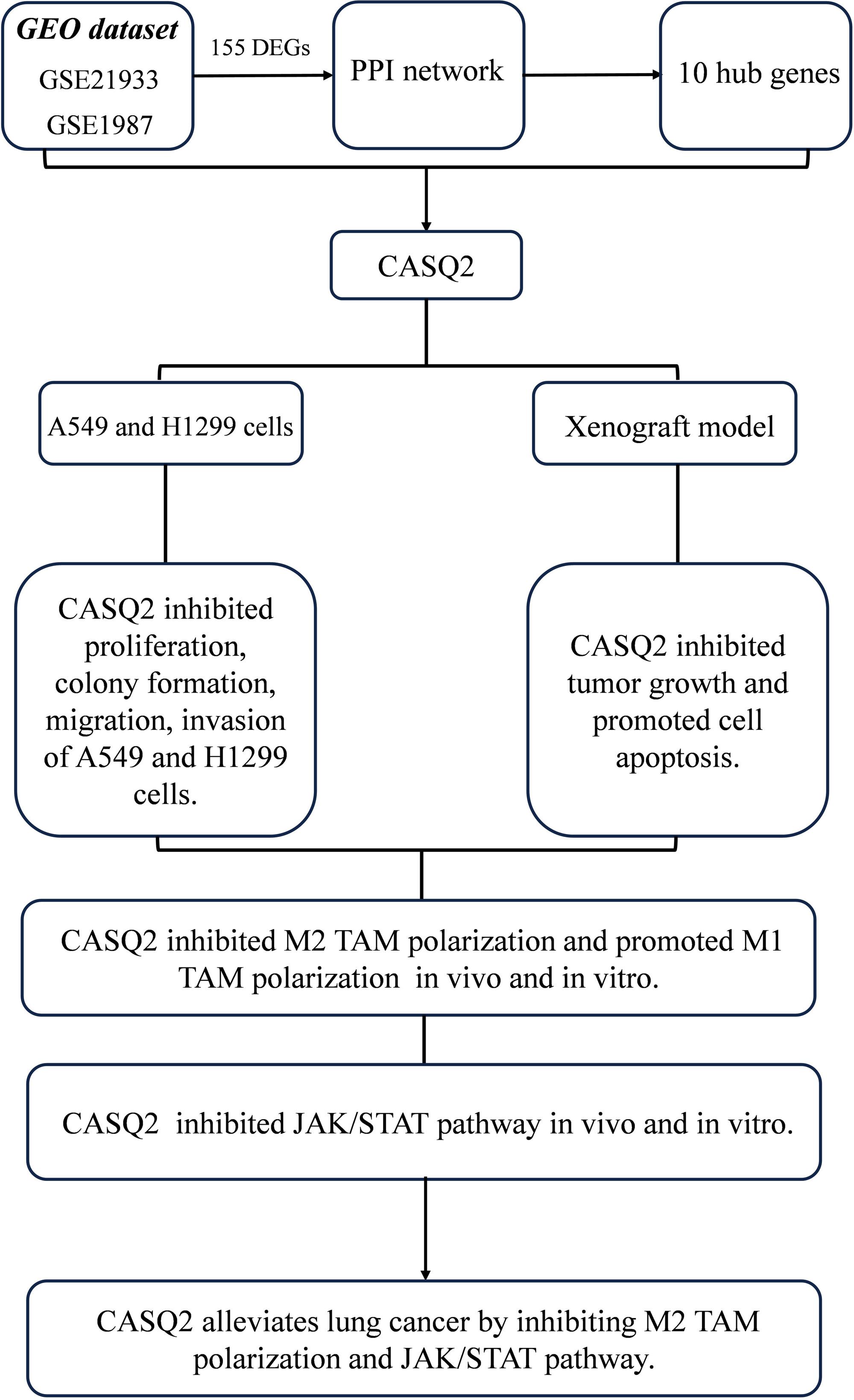 CASQ2 alleviates lung cancer by inhibiting M2 tumor-associated macrophage polarization and JAK/STAT pathway