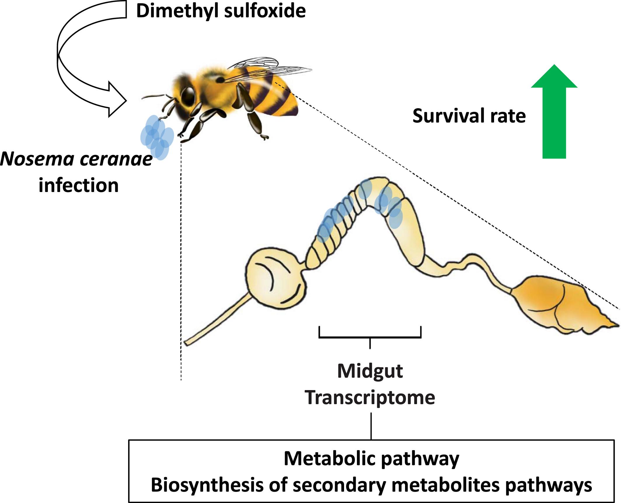 Dimethyl sulfoxide, an alternative for control of Nosema ceranae infection in honey bees (Apis mellifera)