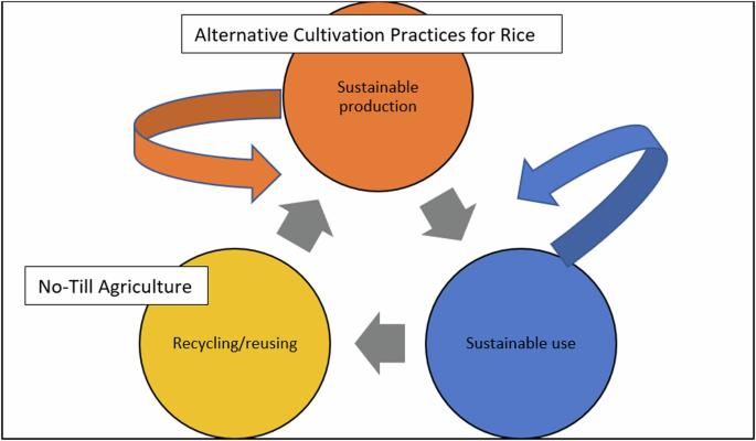 Unintended food safety impacts of agricultural circular economies, with case studies in arsenic and mycotoxins