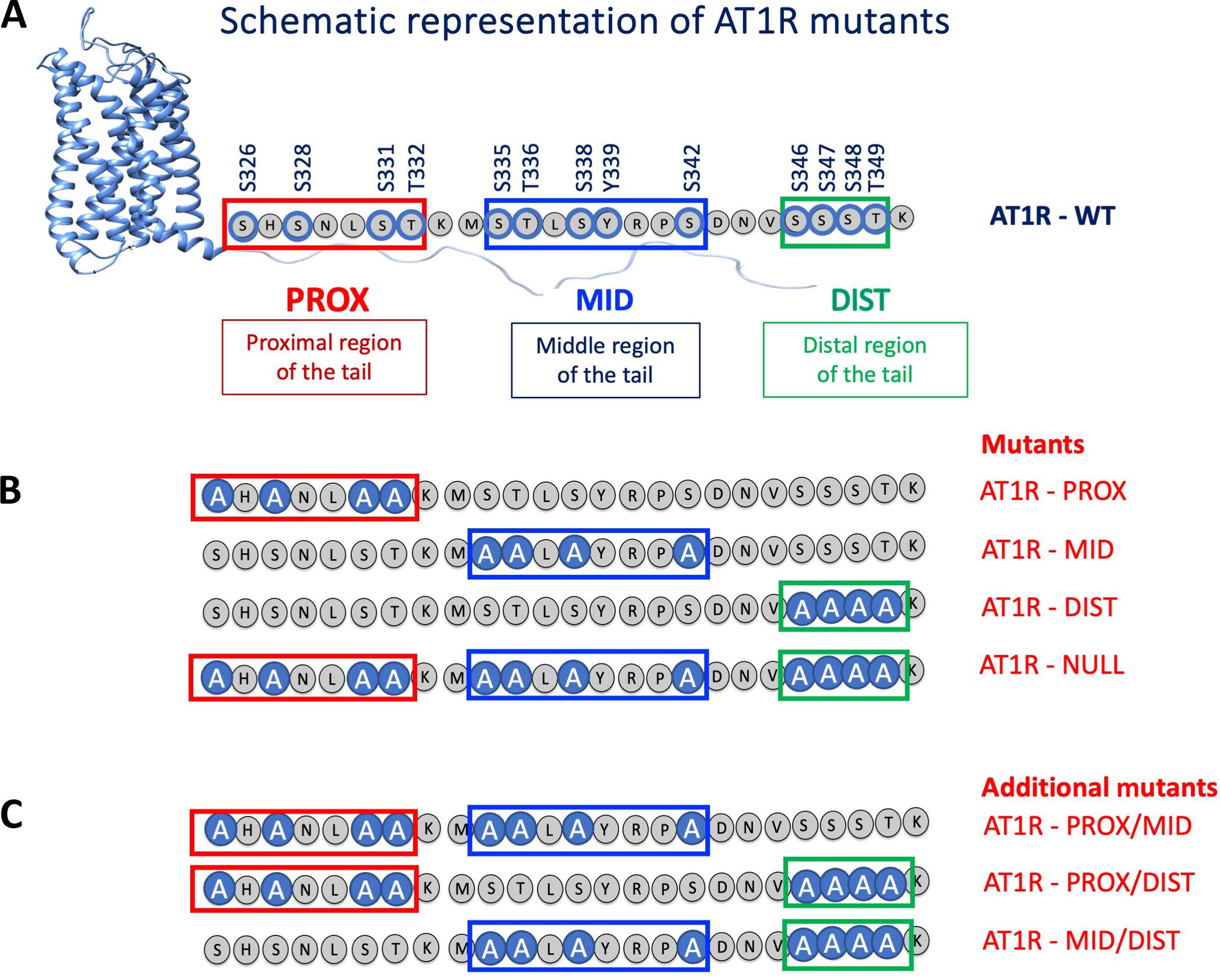 Phosphorylation patterns in the AT1R C-terminal tail specify distinct downstream signaling pathways