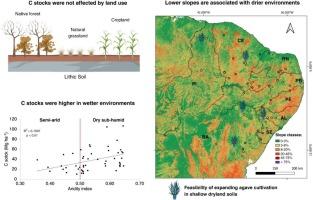 Shallow soils in dryland ecosystems: Drivers of C accumulation and land management implications