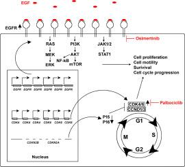 The antitumor activity of osimertinib plus palbociclib in non-small cell lung cancer patient-derived xenograft (PDX)/2D/3D culture models harboring EGFR amplification and CDKN2A/2B homozygous deletions