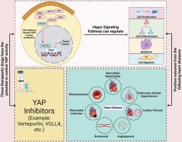 YAP/TAZ as mechanobiological signaling pathway in cardiovascular physiological regulation and pathogenesis