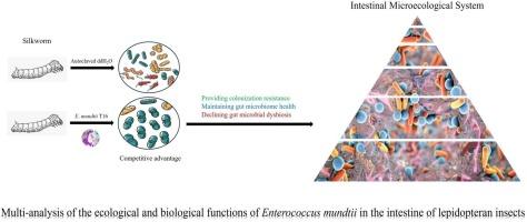 Multi-omics reveals the ecological and biological functions of Enterococcus mundtii in the intestine of lepidopteran insects