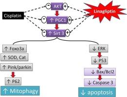 Linagliptin mitigates cisplatin-induced kidney impairment via mitophagy regulation in rats, with emphasis on SIRT-3/PGC-1α, PINK-1 and Parkin-2