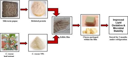 Silkworm pupae protein-based film incorporated with Catharanthus roseus leaf extract-based nanoparticles enhanced the lipid stability and microbial quality of cheddar cheese