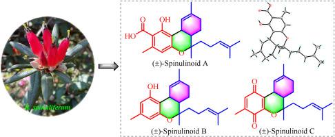 Phytocannabinoid-like meroterpenoids from twigs and leaves of Rhododendron spinuliferum