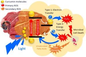 Reduction of biofilm and pathogenic microorganisms using curcumin-mediated photodynamic inactivation to prolong food shelf-life