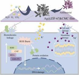 Preparation technology and preservation mechanism of novel Ag NPs-loaded ZIF-67 packaging film