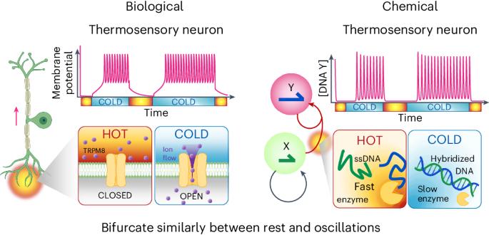 Neural coding of temperature with a DNA-based spiking chemical neuron