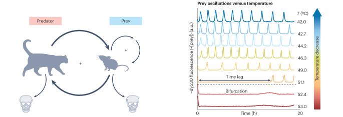 Oscillating chemical reaction networks stopped cold