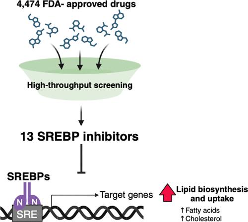 A High-Throughput Screening Platform Identifies FDA-Approved Drugs That Inhibit SREBP Pathway Activation