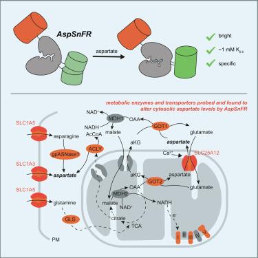 AspSnFR: A genetically encoded biosensor for real-time monitoring of aspartate in live cells