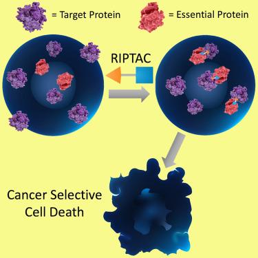 Regulated induced proximity targeting chimeras—RIPTACs—A heterobifunctional small molecule strategy for cancer selective therapies