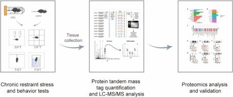 Proteomic characterization of the medial prefrontal cortex in chronic restraint stress mice